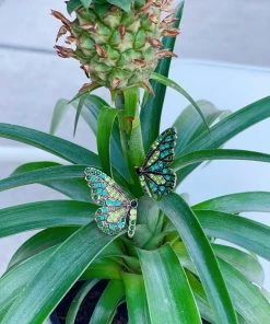 Folklore & Tradition Tropic Butterfly Stud Earrings
